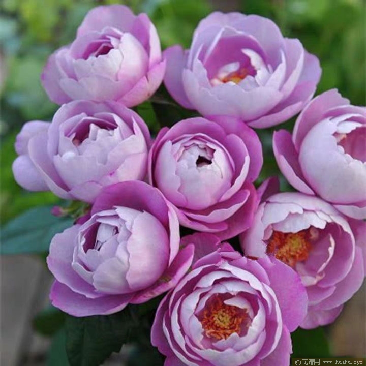 羊脂香水(Boule de parfum)月季