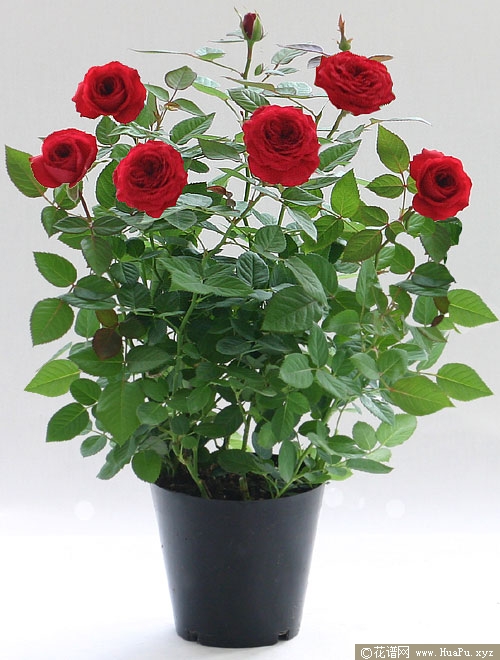 蒙特卡洛(red monte rosa forever)月季