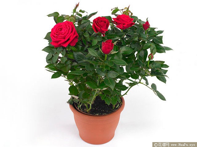 蒙特卡洛(red monte rosa forever)月季