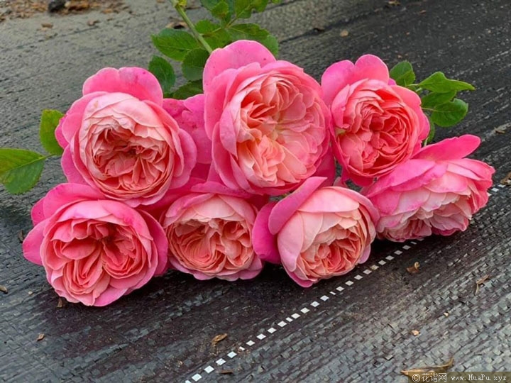 梦的点滴/梦境/梦光环（Dream light）月季