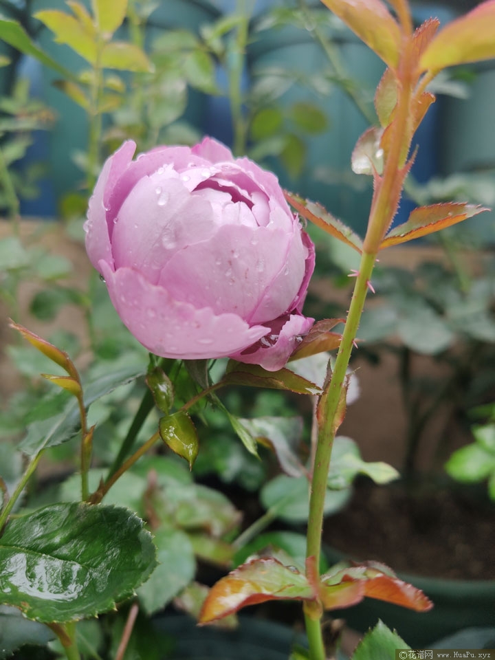 羊脂香水(Boule de parfum)月季