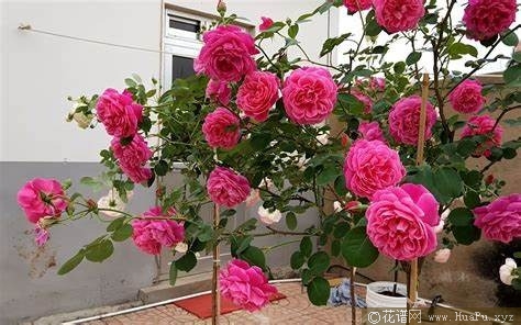 紫燕飞舞月季
