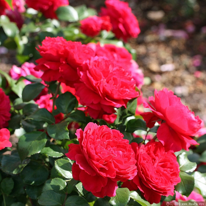 红色达芬奇(Red Leonardo da Vinci)月季