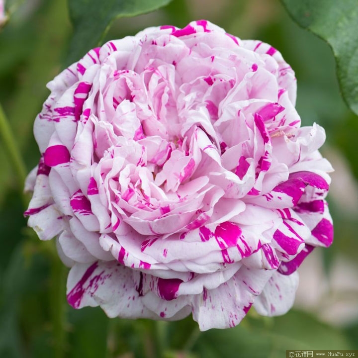 抓破美人脸(Variegata di Bologna）