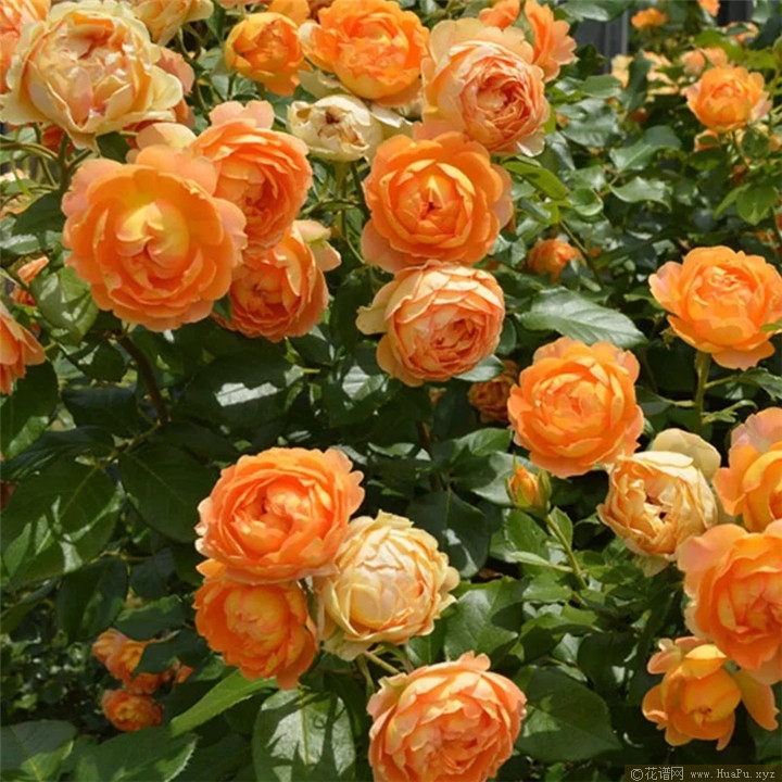 蜂蜜焦糖月季