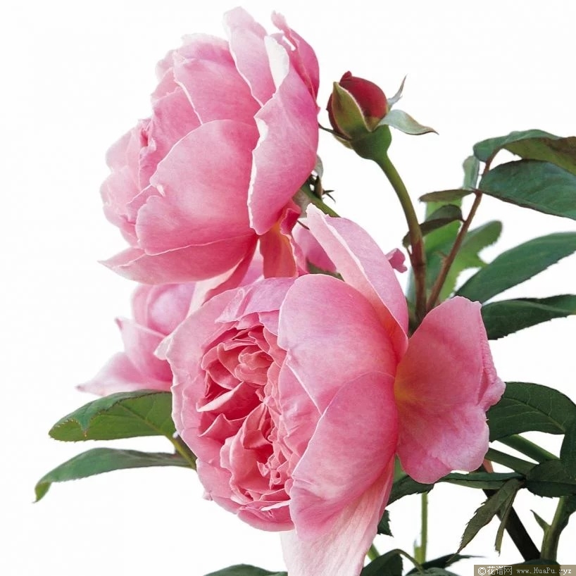 奥斯汀月季“凯蒂兄弟”Brother Cadfael