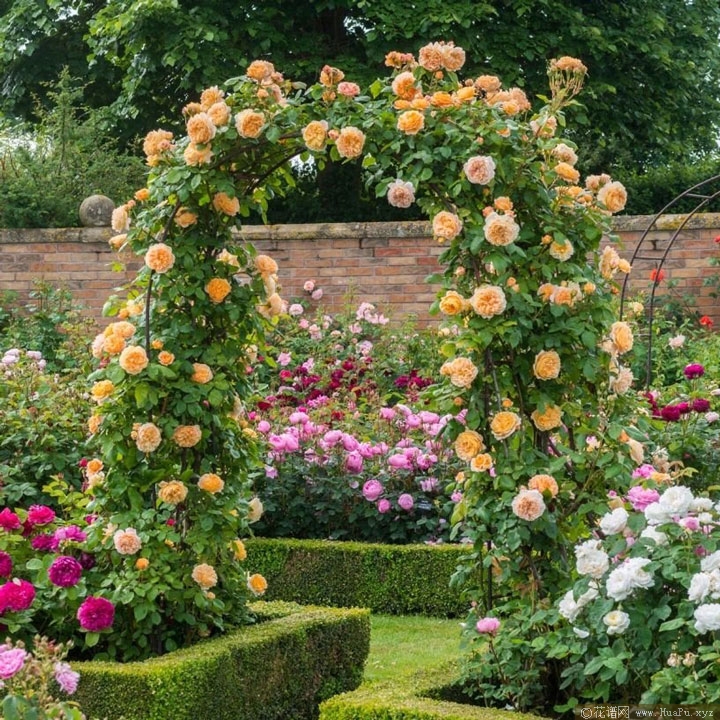 奥斯汀月季“玛格丽特王妃”Crown Princess Margareta