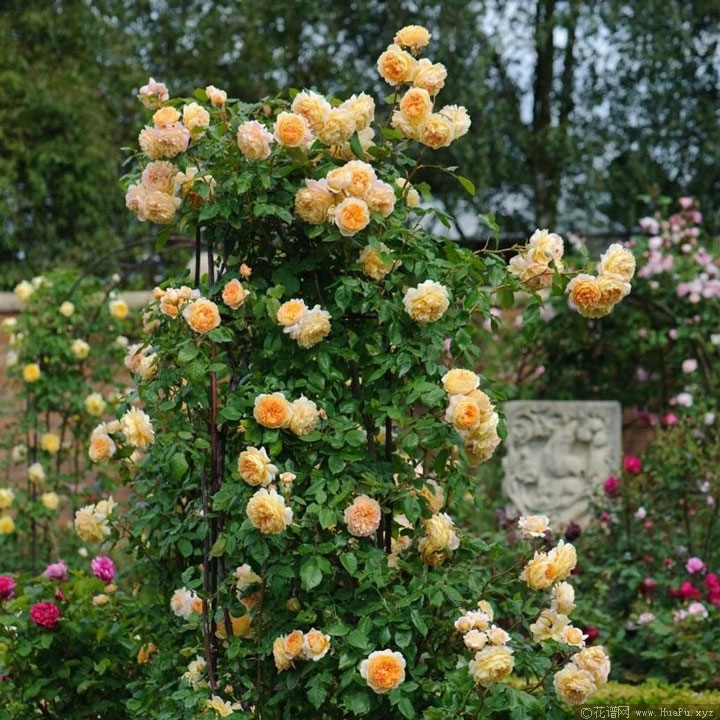 奥斯汀月季“玛格丽特王妃”Crown Princess Margareta