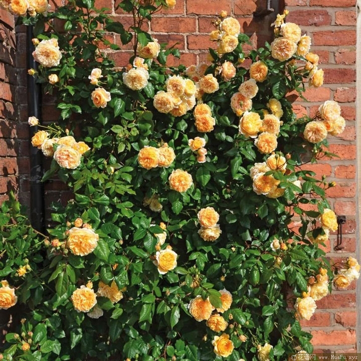 奥斯汀月季“玛格丽特王妃”Crown Princess Margareta