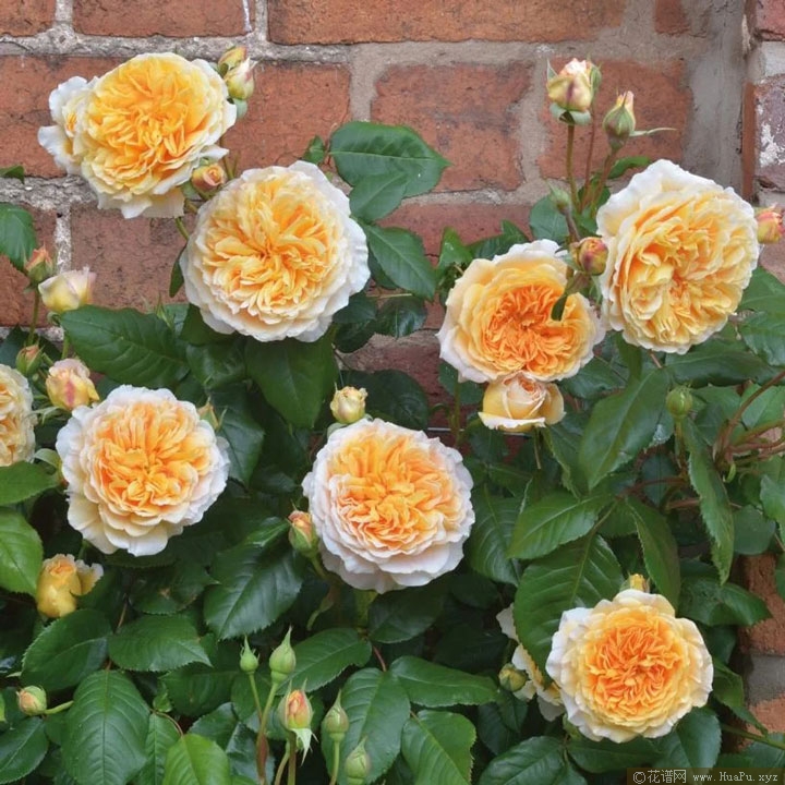 奥斯汀月季“玛格丽特王妃”Crown Princess Margareta