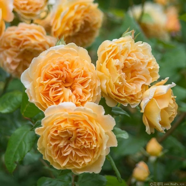 奥斯汀月季“玛格丽特王妃”Crown Princess Margareta