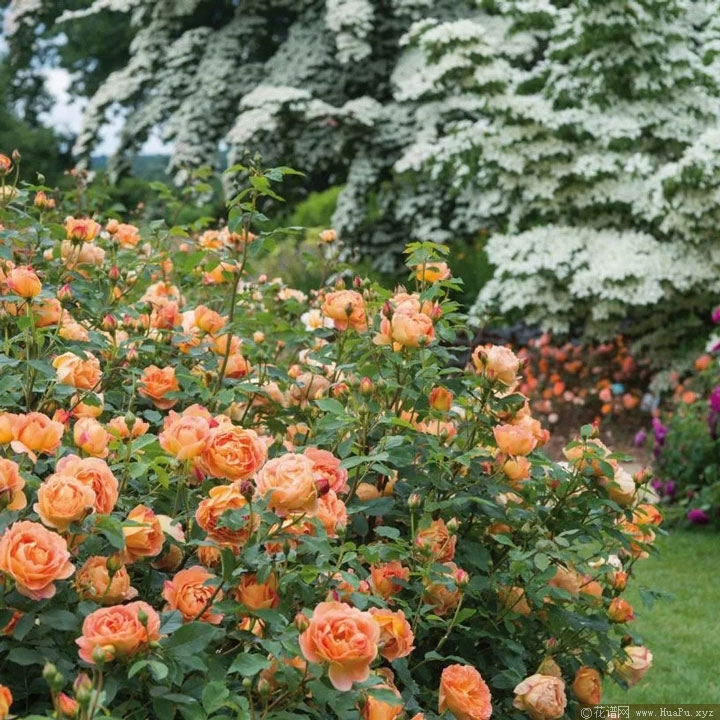 夏洛特夫人（Lady of Shalott）月季