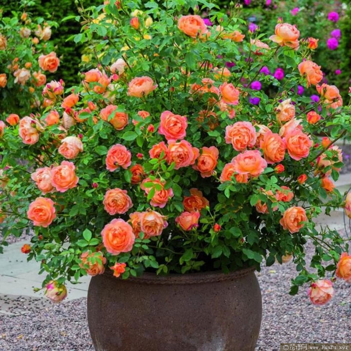 夏洛特夫人（Lady of Shalott）月季