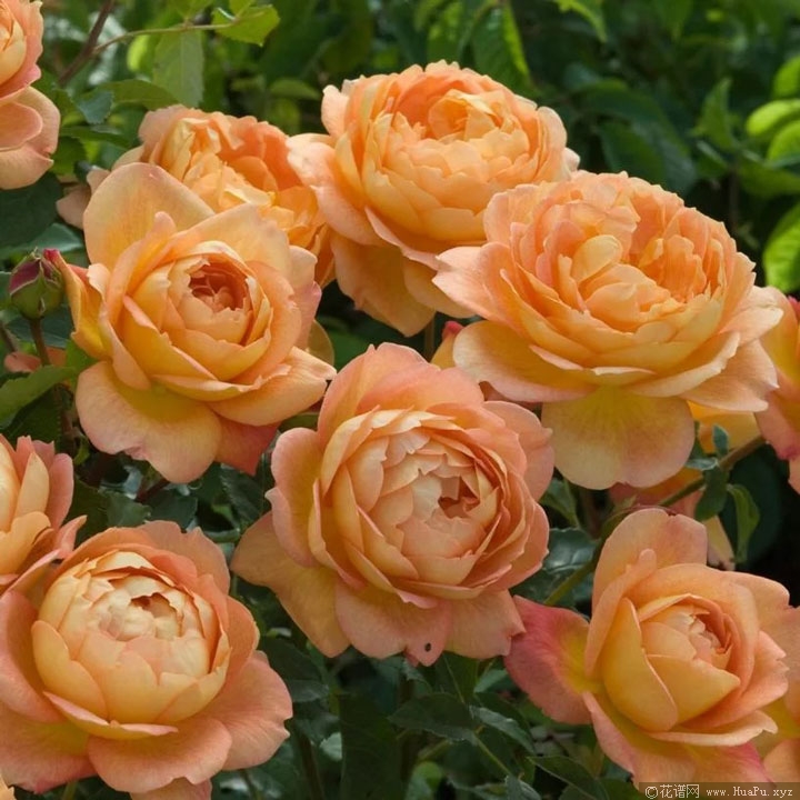 夏洛特夫人（Lady of Shalott）月季