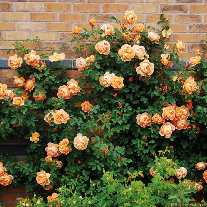 夏洛特夫人（Lady of Shalott）月季