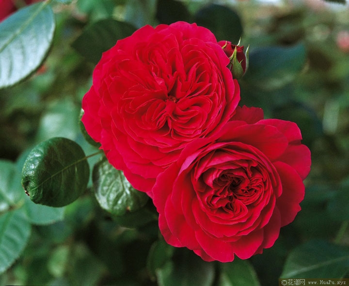 红色达芬奇(Red Leonardo da Vinci)月季