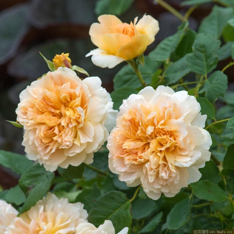 “运茶帆船”TEA CLIPPER