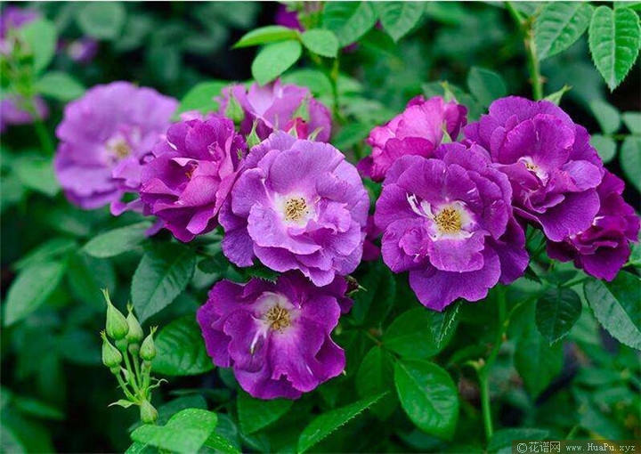 蓝色狂想曲（Rhapsody in blue）月季