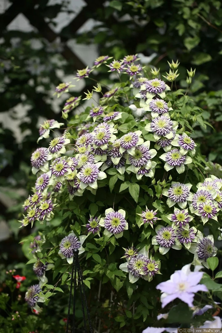 铁线莲 新幻紫,又名千层雪(Viennetta 'Evipo006')