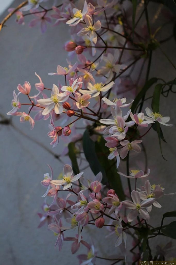铁线莲苹果花（Apple Blossom）