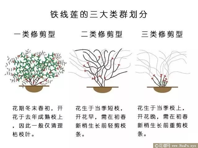 铁线莲修剪类型
