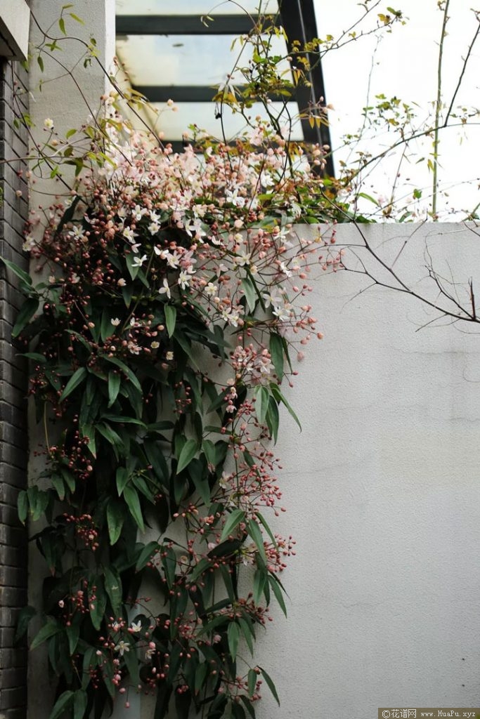 铁线莲苹果花（Apple Blossom）