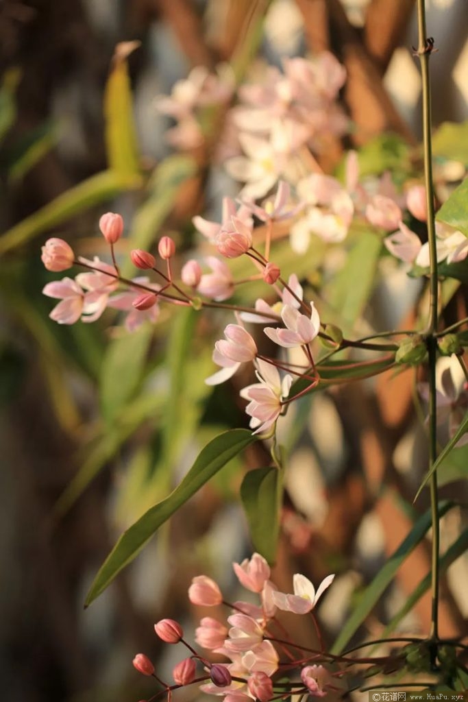 铁线莲苹果花（Apple Blossom）