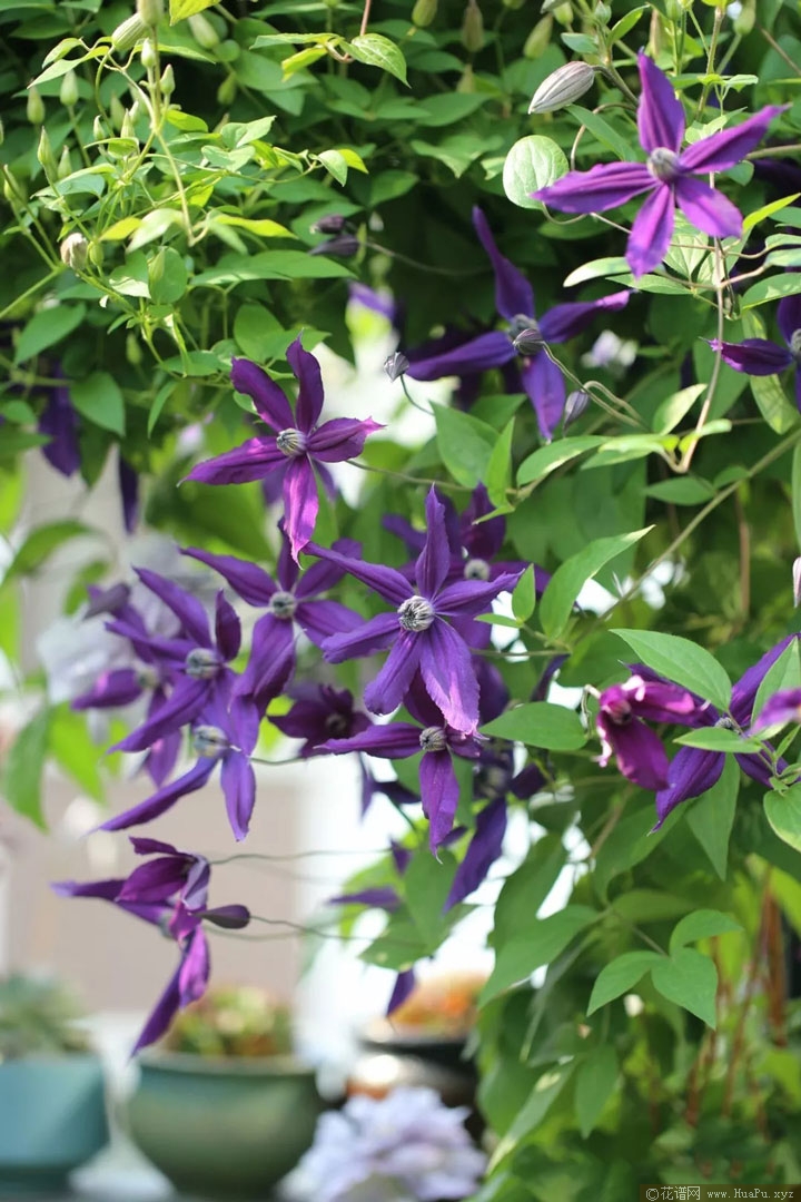 铁线莲哈洛卡尔（Harlow Carr 'Evipo004'）