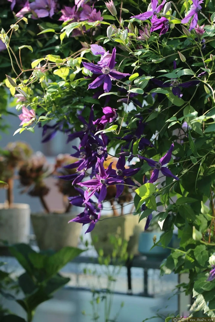 铁线莲哈洛卡尔（Harlow Carr 'Evipo004'）