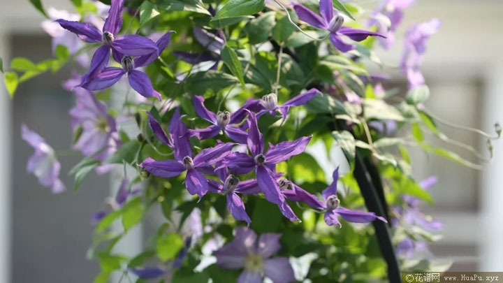 铁线莲哈洛卡尔（Harlow Carr 'Evipo004'）