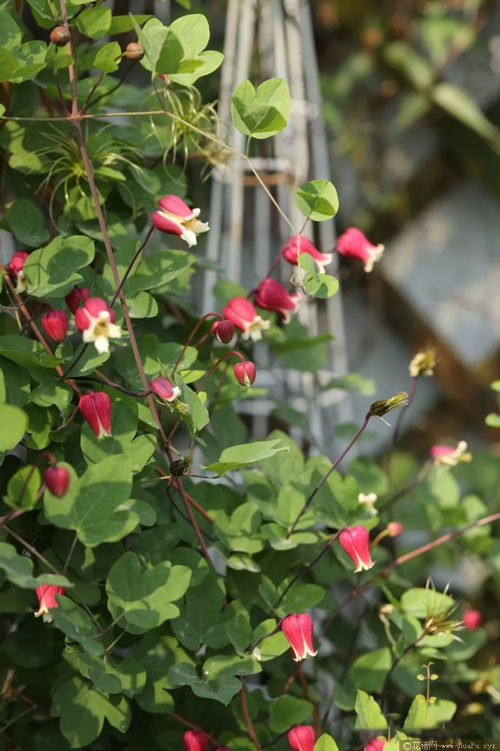 铁线莲樱桃唇（Texensis 'Cherry Lip'）