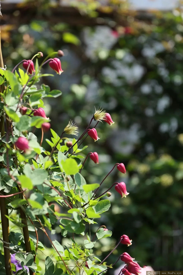 铁线莲樱桃唇（Texensis 'Cherry Lip'）