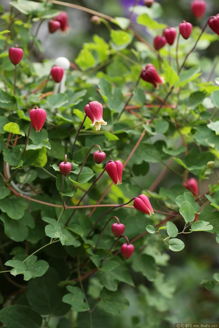 铁线莲樱桃唇（Texensis 'Cherry Lip'）