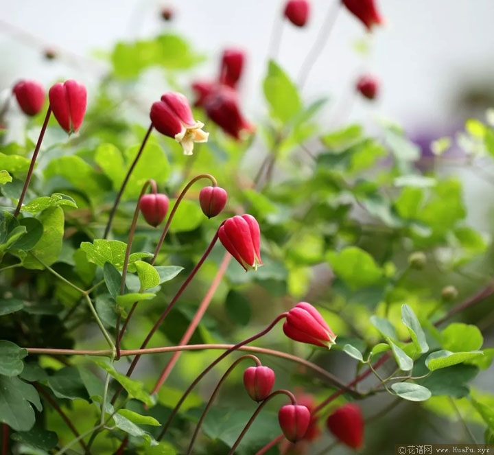 铁线莲樱桃唇（Texensis 'Cherry Lip'）