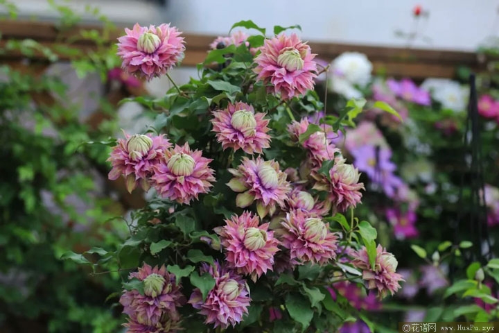 钻石(Diamantina 'Evipo039')铁线莲