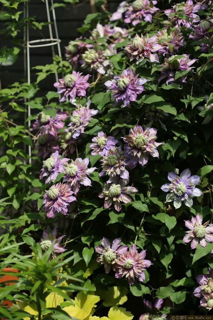 钻石(Diamantina 'Evipo039')铁线莲