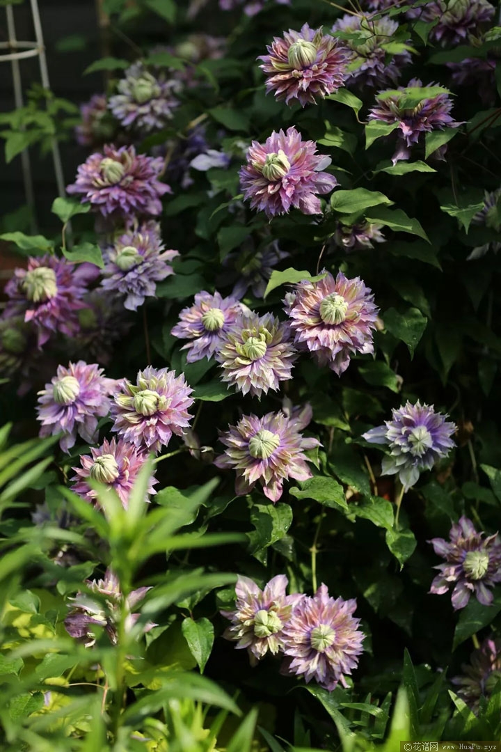 钻石(Diamantina 'Evipo039')铁线莲
