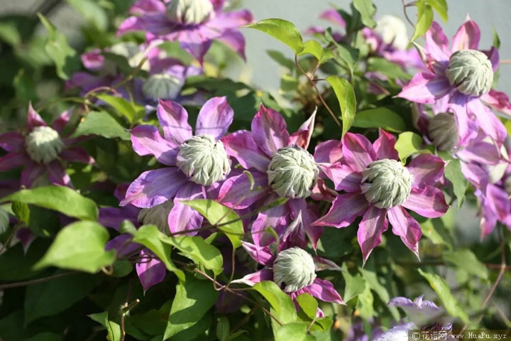 钻石(Diamantina 'Evipo039')铁线莲