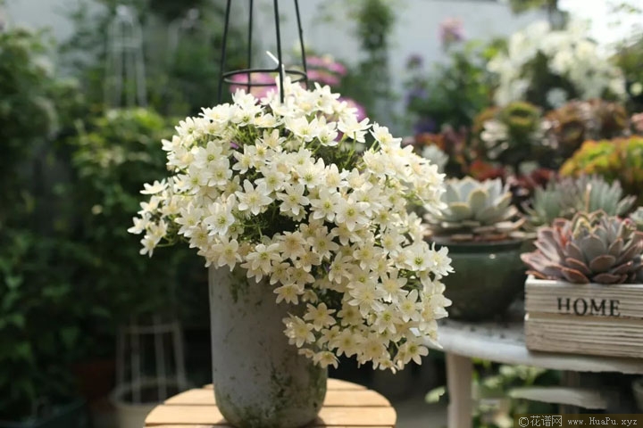 银币（Joe）铁线莲