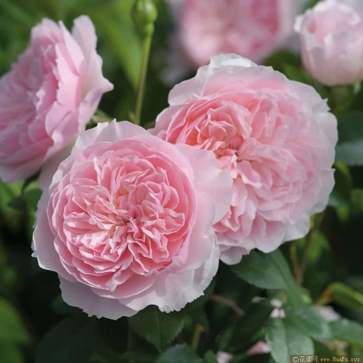 威斯利2008  （Wisley 2008）月季