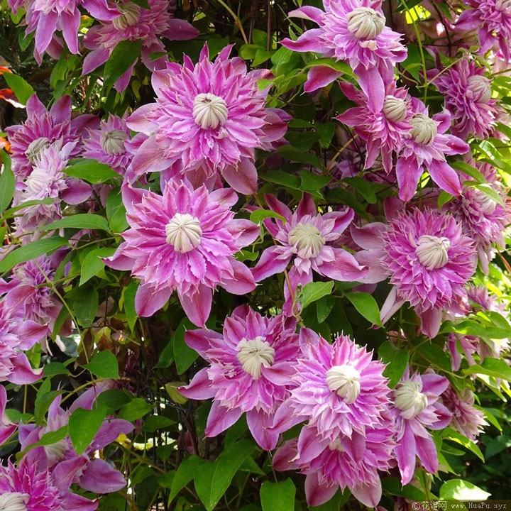 铁线莲 约瑟芬(Josephine)