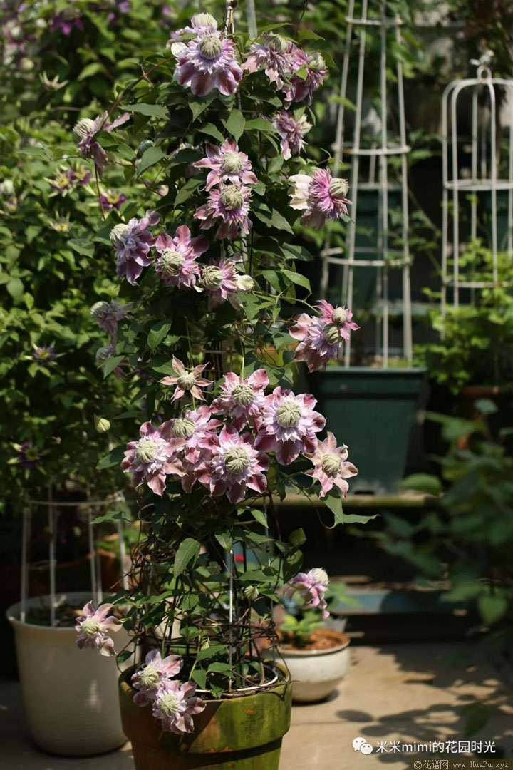 铁线莲 约瑟芬(Josephine)