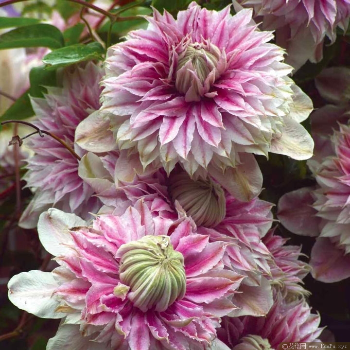 铁线莲 约瑟芬(josephine)