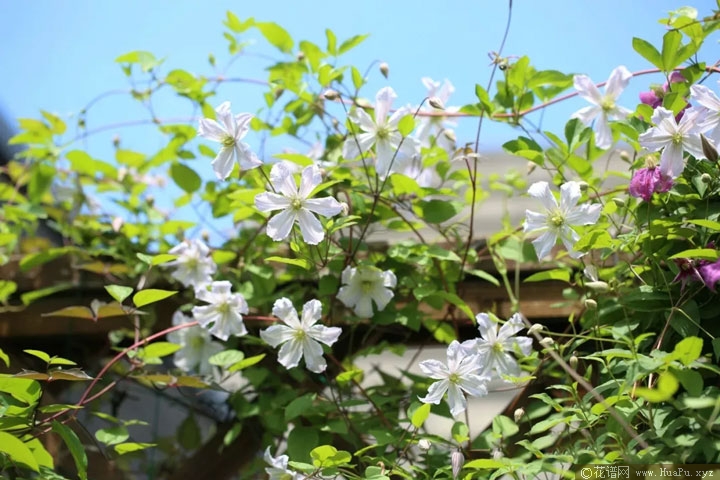 铁线莲白马王子 White Prince Charles 花谱网