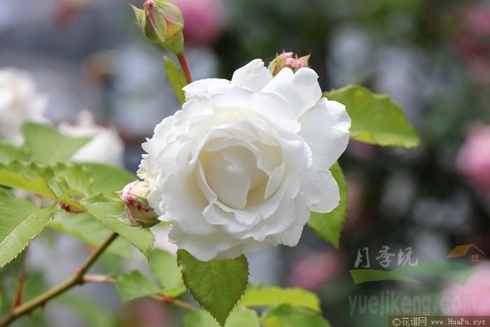 信念/信条