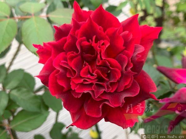 阿尔辛娜/阿尔琪娜