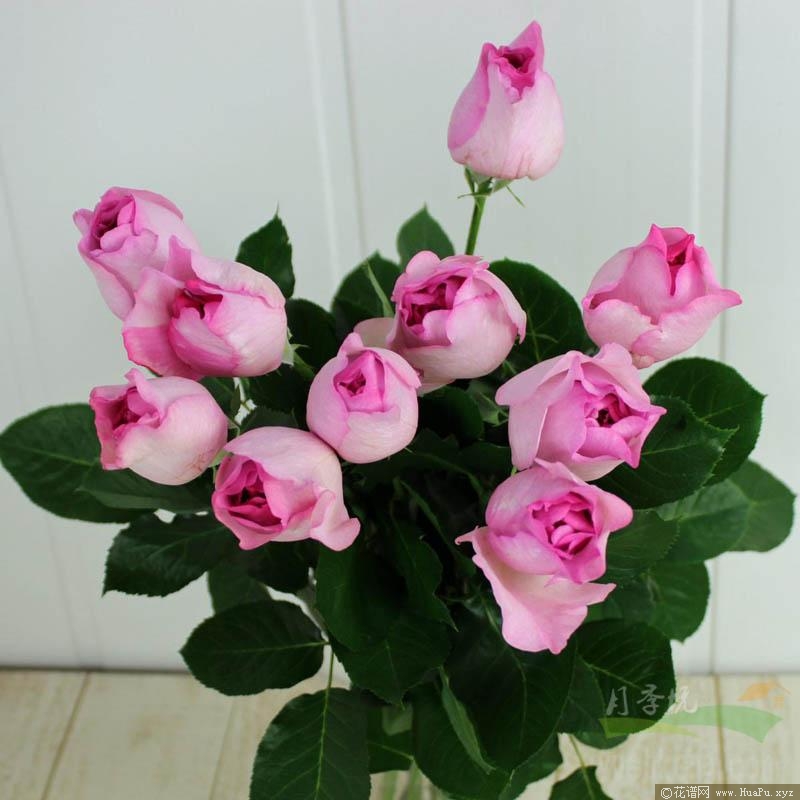 伊芙草莓树