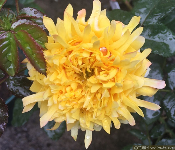 灌木:烟花波浪