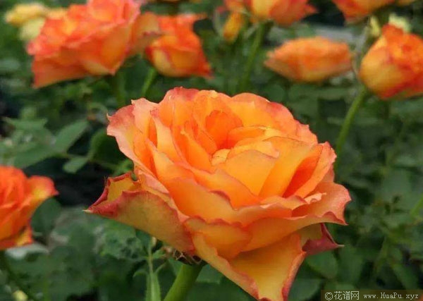 埃斯托里尔/艾斯托尼尔/火焰