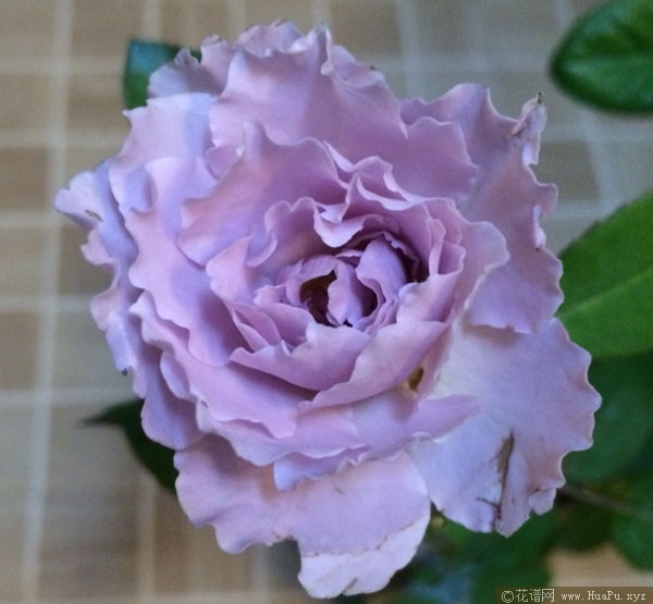 灌木： 蜻蜓
